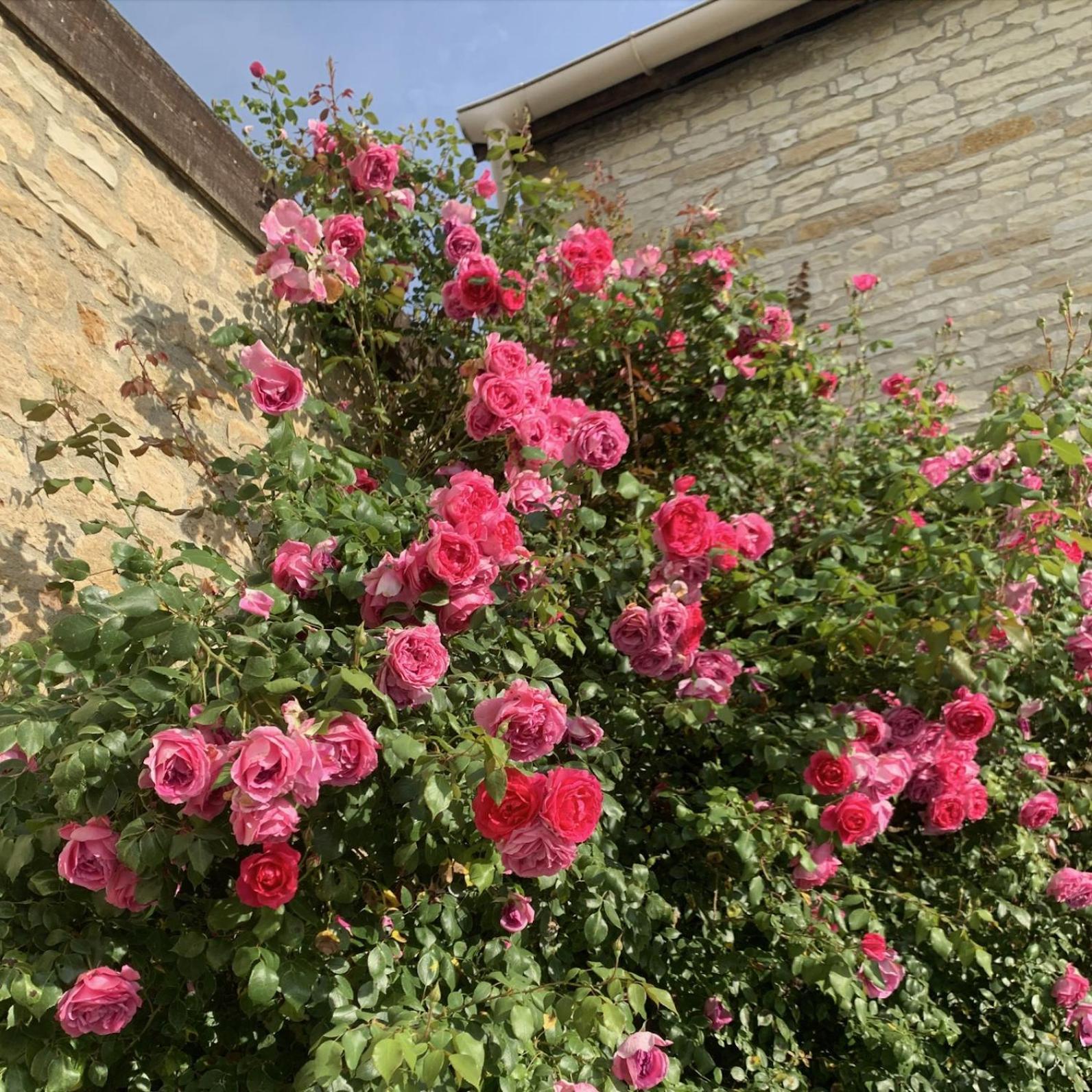 La Cour Des Delices Bed and Breakfast Gigny  Exteriör bild